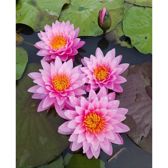 บัวฝรั่งชื่อบิ๊กโฟร์ Waterlily  มาแล้วจ้าดอกใหญ่ดกสีชมพูหวาน