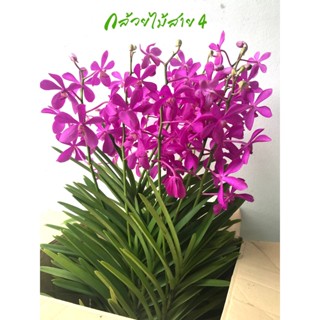 ต้นกล้วยไม้ม็อคคาร่าคาลิปโซ่ติดดอก 5 ต้น ดอกสีม่วงสวย (Flowering Mokara Purple Calypso Orchid Plants) สูง 70 ซม.