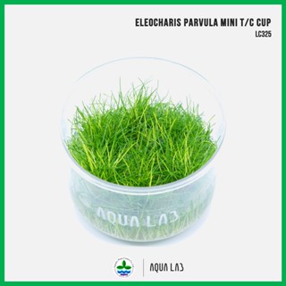 [APC] Eleocharis Parvulus Mini T/C CUP (แฮร์กลาสมินิ) [ไม้น้ำ - Aquatic Plant] LC325