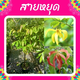 ต้นสายหยุด #สายหยุด #สูงไม่เกิน1เมตร