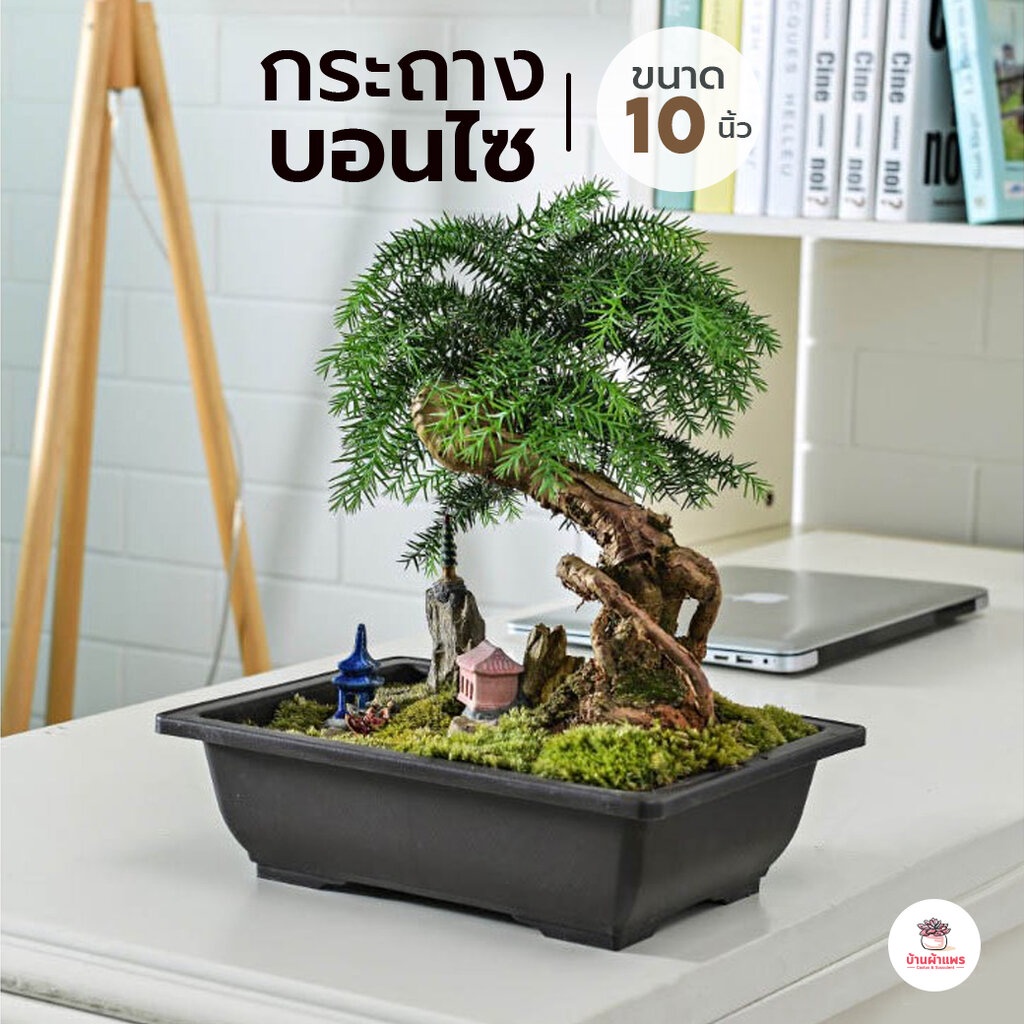 กระถางบอนไซ #ZSP8 - #ZSP10 กระถางพลาสติก แคคตัส กระบองเพชร ไม้อวบน้ำ Cactus&Succulent