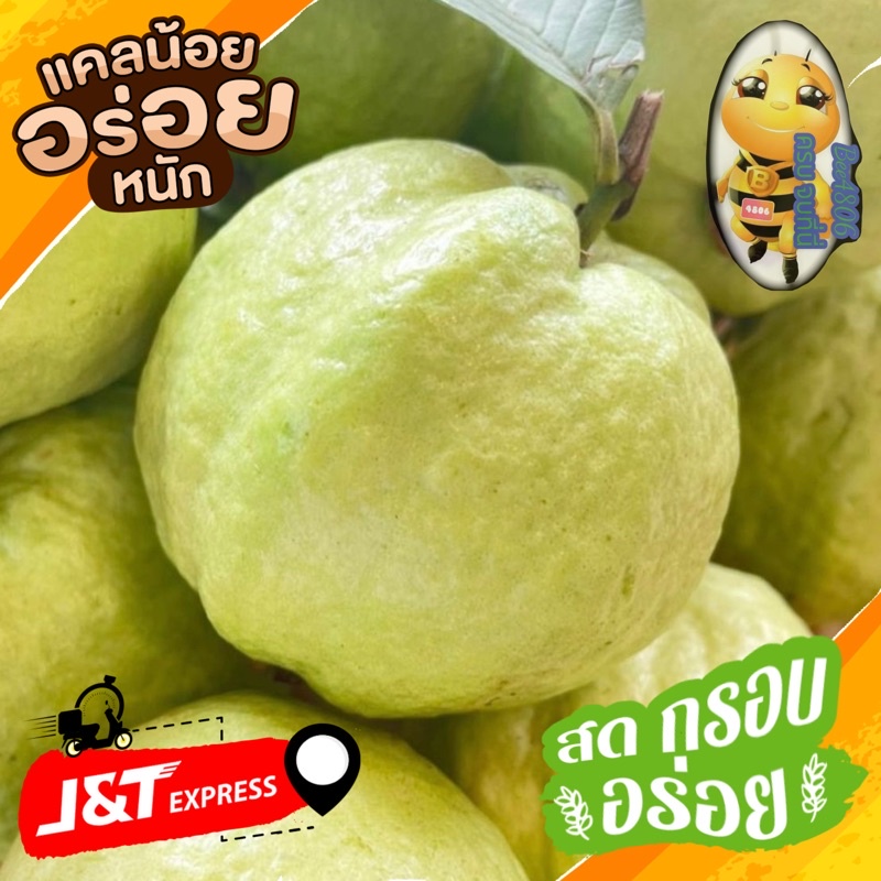 ฝรั่งกิมจู เกรดA+ คัดเกรด 1 กิโล “ไร้เมล็ด” เคมีไม่มี อินทรีล้วนๆ ⭐️ของฝากสำหรับทุกเพศทุกวัย⭐️หวานกรอบ ผลโตผิวสวย