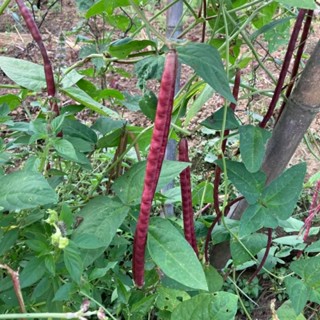 เมล็ดถั่วไร้ค้างสีแดง หายาก ถั่วไร้ค้างเวลาปลูกไม่ต้องทำค้าง ปลูกได้ตลอดปี ทนต่อโรคแมลง พันธุ์แท้เก็บเมล็ดทำพันธุ์ต่อได้