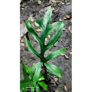 Alocasia brancifolia