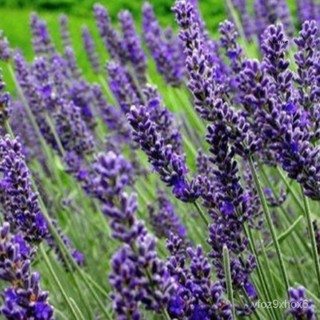 เมล็ด ขายดี/เมล็ดพันธุ์ ลาเวนเดอร์ อังกฤษ (English Lavender Seed) บรรจุ 50 เมล็ด สายพันธุ์ที่ใช/ขายดี พันธุ์ อินทรีย์ 0K