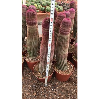 🌵เรนโบว์🌵  🛑Vuๅด:35-38cm