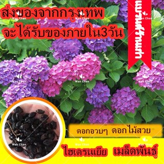 50 แคปซ ปลูกง่าย Hydranyea seed การผสมสี บอนต้นสีแปลกๆ ต้นไฮเดรนเยีย พันธุ์เบา พุ่มสวย flowers seeds ต้นไม้มงคล