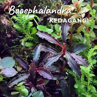 บูเซปเคดาแกง ‘แดง’ (ก็อตซิลล่า) เลือกขนาดได้ – Bucephalandra Kedagang 'Red' (Godzilla) ต้นไม้น้ำ
