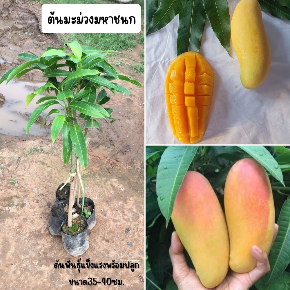 ต้นพันธุ์มะม่วงมหาชนก ต้นเสียบยอด 1 ปีติดลูก