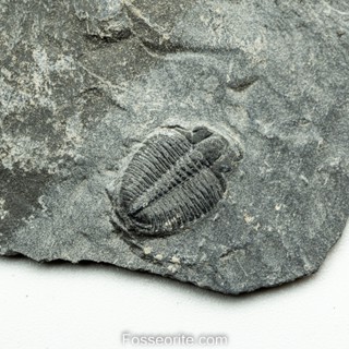 [อายุกว่า 505 ล้านปี!!!] #163 ฟอสซิล ไทรโลไบต์ Elrathia Kingi Trilobite ของแท้ ขนาดเล็ก บน Matrix จาก USA