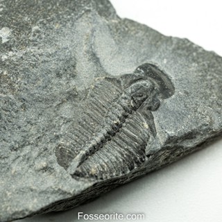 [อายุกว่า 505 ล้านปี!!!] #171 ฟอสซิล ไทรโลไบต์ Elrathia Kingi Trilobite ของแท้ ขนาดเล็ก บน Matrix จาก USA