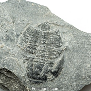 [อายุกว่า 505 ล้านปี!!!] #196 ฟอสซิล ไทรโลไบต์ Elrathia Kingi Trilobite ของแท้ ขนาดเล็ก บน Matrix จาก USA