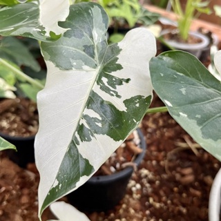 โอกินาว่า (Alocasia Okinawa Silver) บอนกระถาง 3 นิ้ว