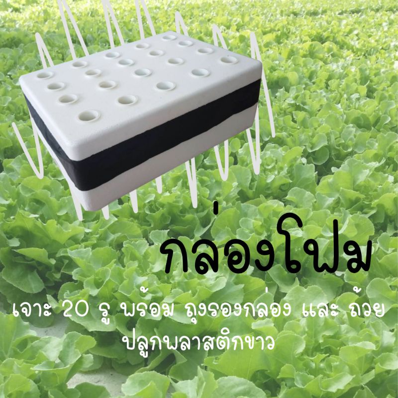 *กล่องใหม่ ส่งไว* กล่องปลูกผัก เจาะ 20 รู ใช้ปลูกผักไฮโดรโปนิกส์ในกล่องโฟม
