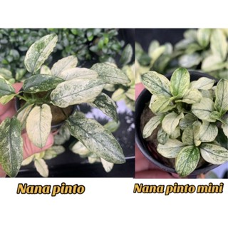 🔥Anubias nana Pinto 🍃🌱🌿มีสีขาว ใบด่าง โตช้าาพันหิน/ขอนไม้ ไม้น้ำที่น่าสะสม🍃