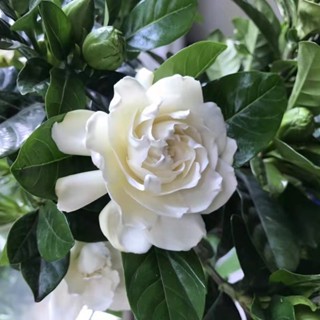 ดอกโบตั๋นใบใหญ่แบบขั้วเดียว Gardenia Garden ใบเล็ก Gardenia ต้นกล้ากระถางดอกไม้