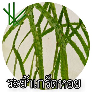 เฟินสาย เฟิน ระย้าเกล็ดหอย Huperzia nummulariifolia (Blume) Chambers เกล็ดปลาช่อน ยมโดยเกล็ดหอย