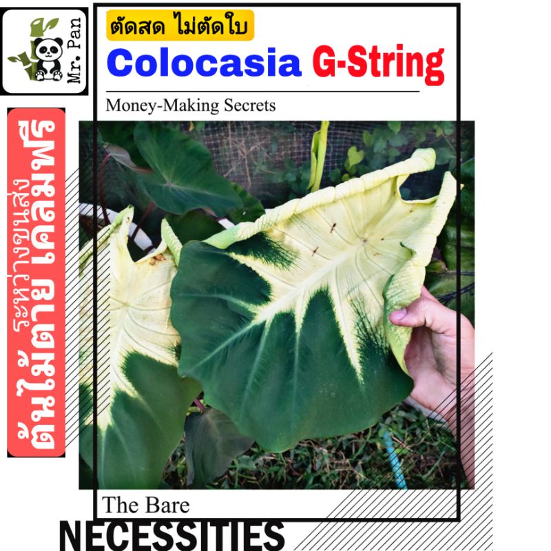 (ตัดสดไม่ตัดใบ) Colocasia G-String ไม้ Hybrid โคโลคาเซีย จีสตริง g string