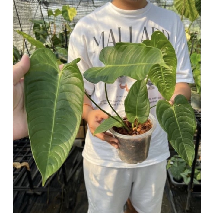 Anthurium veitchii ( king ) คิง