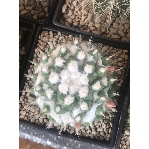 อิรุซามุแคคตัส กระถาง 2 นิ้ว - รูปที่ 3