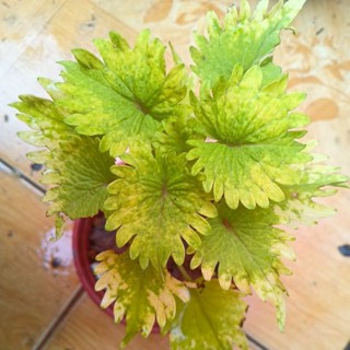 ฤๅษีผสมColeus #ไม้มงคล