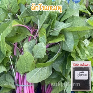 เมล็ดพันธุ์ ผักโขมชมพู ผักขมชมพู ผัดโขมก้านชมพู บรรจุ 200-500 เมล็ด <ซื้อ 10 แถม 1 คละได้>