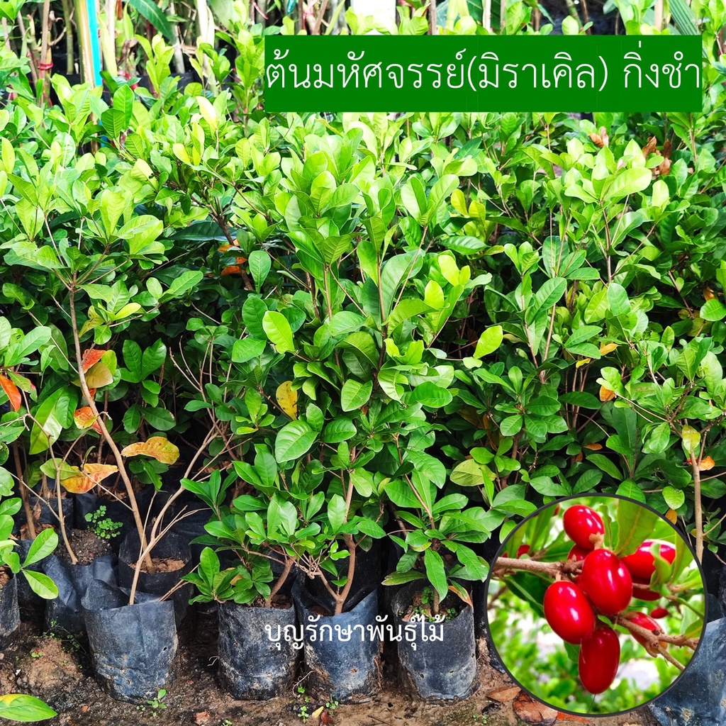 ต้นมหัศจรรย์หรือมิราเคิล กิ่งชำสูง40-50cm. ติดผลใน3เดือน