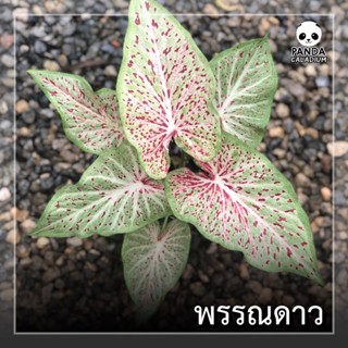 บอนสี พรรณดาว กระถาง 4”