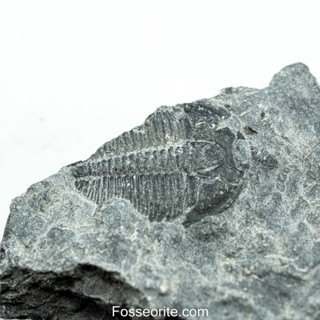 [อายุกว่า 505 ล้านปี!!!] #146 ฟอสซิล ไทรโลไบต์ Elrathia Kingi Trilobite ของแท้ ขนาดเล็ก บน Matrix จาก USA