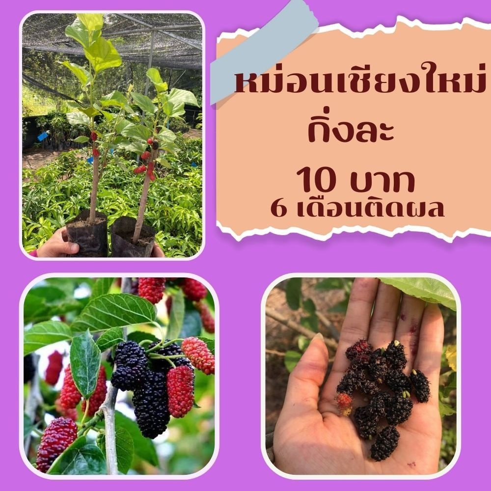 หม่อนเชียงใหม่ กิ่งชำ