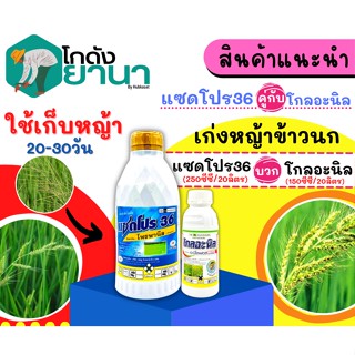 🌾 ชุดเก็บหญ้า (แซดโปร36+โกลอะนิล) ขนาด 1ลิตร+500ซีซี เก่งหญ้าข้าวนก