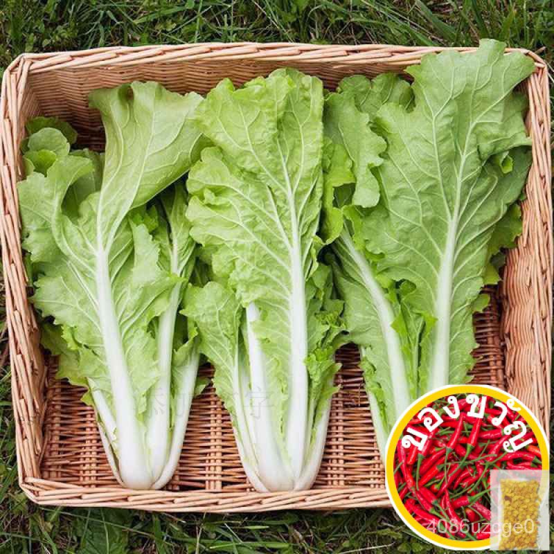 Huangbai bok Choy เมล็ด80ชิ้น (Fast Large)/Huangcai สายรัด กางเกง/ผักชี/บ้านและสวน/แม่และเด็ก/เสื้อ/