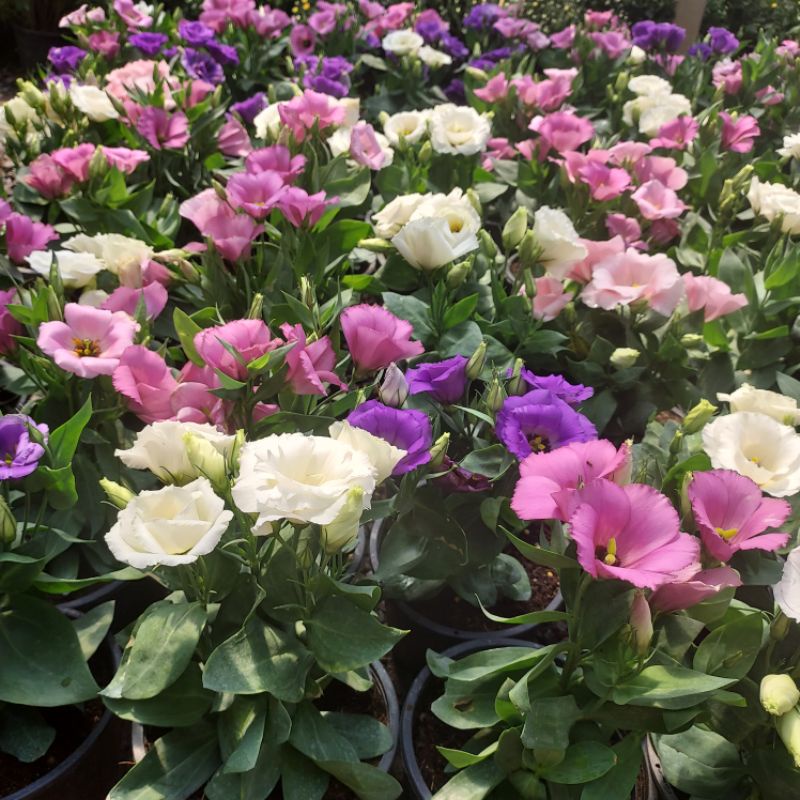 อันดับหนึ่ง 102+ ภาพพื้นหลัง กุหลาบเวียดนาม ดูแล คมชัด