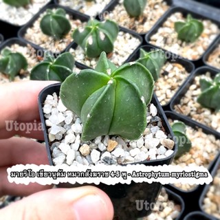 Astrophytum myriostigma  (แอสโตรไฟตัม ไมริโอสติกมา)  🌿😋 ในกระถาง 2นิ้ว