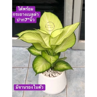 ต้นเศรษฐีแสงจันทร์ไม้มงคลเรียกทรัพย์กระถางขาว10นิ้วพร้อมจานรองโรยหินภูเขาไฟไม้ฟอกอากาศ