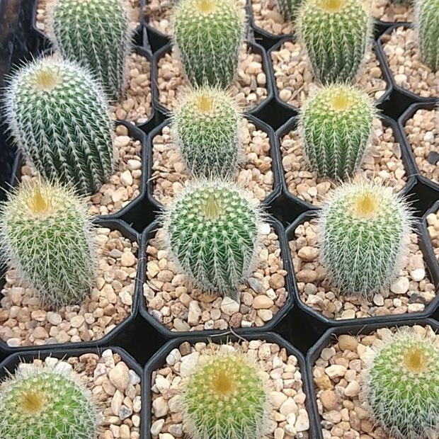 กระบองทอง Parodia leninghausii ขนาด 2.5-3ซม. ไม้เมล็ด ต้นแคคตัส ต้นกระบองเพชร (กรุณาอ่านรายละเอียดก่อนทำการสั่งซื้อ)