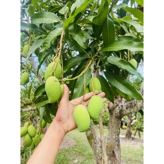 มะม่วงพิมเสนอ่อน 1กิโลกรัม85บาท