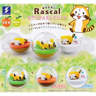กาชาปอง พูชิ ราสคาล ฉากแร็กคูน 3 ฤดูในแคปซูล Puchi Rascal Caprium Collection (พร้อมส่ง ของแท้ JP)