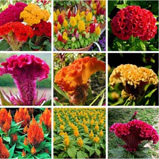 Celosia Plumosa Plant 1 แพ็ค 200 แคปซูล เมล็ดพันธุ์ สร้อยไก่ Flower Seeds เครื่องดักยุง เมล็ดพันธุ์ เมล็ด ต้นไม้ประดับ