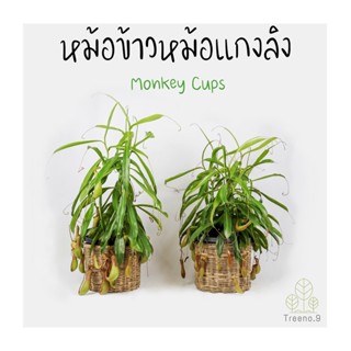 Treeno.9 T51 หม้อข้าวหม้อแกงลิงยักษ์ กระถาง 10 นิ้ว สูง 70-80 ซม. (Monkey Cups) ต้นไม้ประดับ แปลกตา ต้นไม้มงคล สวยงาม (ต้นไม้)