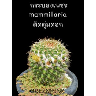 แมมมิลลาเรีย ไม้เมล็ด คัดต้นติดตุ่มดอก mammillaria แคคตัส กระบองเพชร ไม้อวบน้ำ แหม่ม