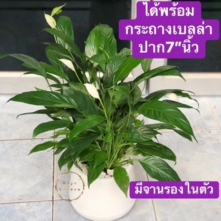 ต้นเดหลีหรือPeace’lilyไม้มงคลไม้ฟอกอากาศ