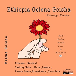 เมล็ดกาแฟEthiopia Gelena Geisha (เอธิโอเปียเกอิชา)