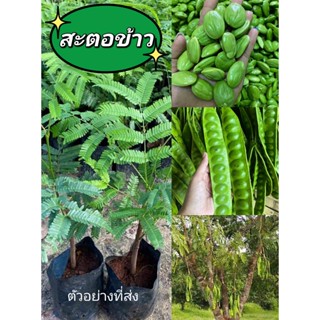 ขายต้นพันธุ์แท้ สะตอข้าว ฝักใหญ่เมล็ดโต🏡แฮปปี้