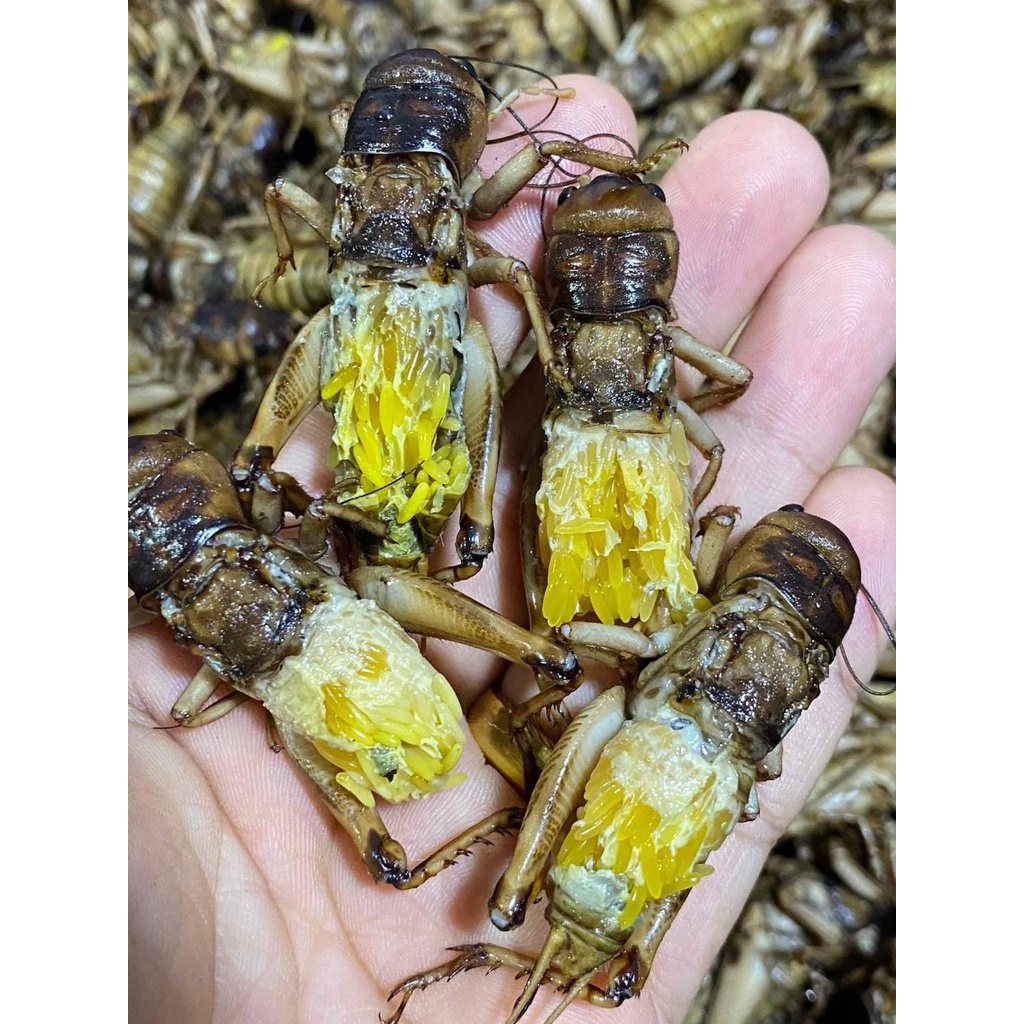 จิกุ่งไข่ จิโป่มไข่ ธรรมชาติไข่ล้วนๆๆ อร่อย มันๆๆ(แบบทอด)