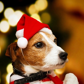 หมวกซานต้า คริสต์มาส ขนาดเล็ก สําหรับสัตว์เลี้ยง สุนัข แมว