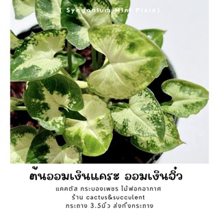 ออมเงินแคระ ออมเงินจิ๋ว (Syngonium Mini Pixie) ไม้ฟอกอากาศ ไม้มงคล กระถาง3.5นิ้ว ส่งทั้งกระถาง