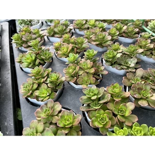 Sedum cepaea L. ไม้อวบนำ้ น่ารักๆ กระถาง 2 นิ้ว