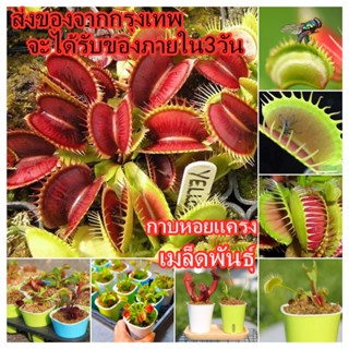 50 seeds Potted Insectivorous ไม้กินแมลง กาบหอยแครงปากแดง (Venus flytrap) ไม้กินแมลงปากแดง บอนสีสวยๆ เมล็ด