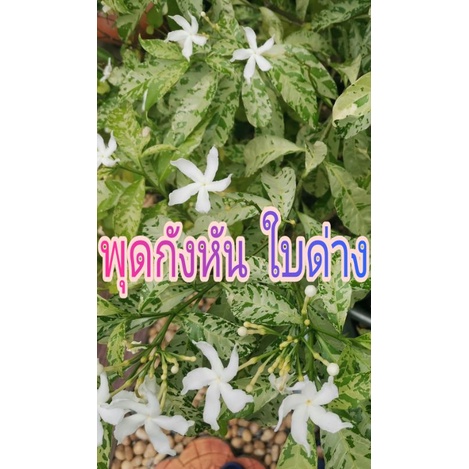 พุดกังหันใบด่างลายสวย ๆ ดอกช่อสีขาว ในกระถาง 5 นิ้ว ออกดอกดกตลอดปี สวยงามเลี้ยงง่ายมาก
